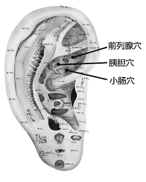 按压耳穴降血脂