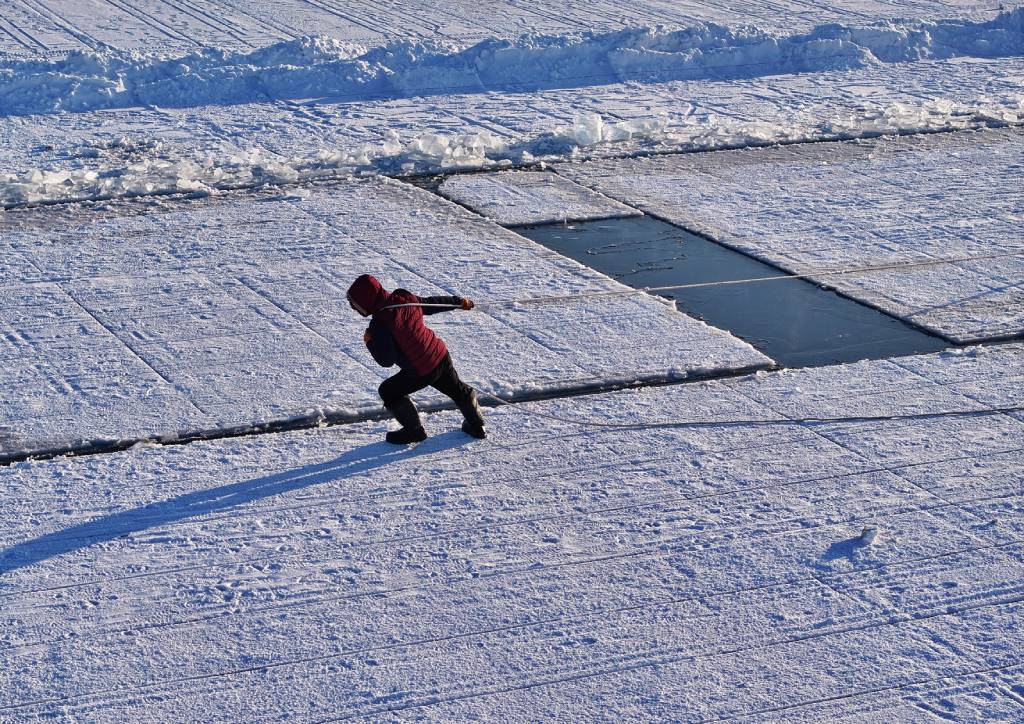 哈尔滨冰雪大世界采冰场陆续出冰块