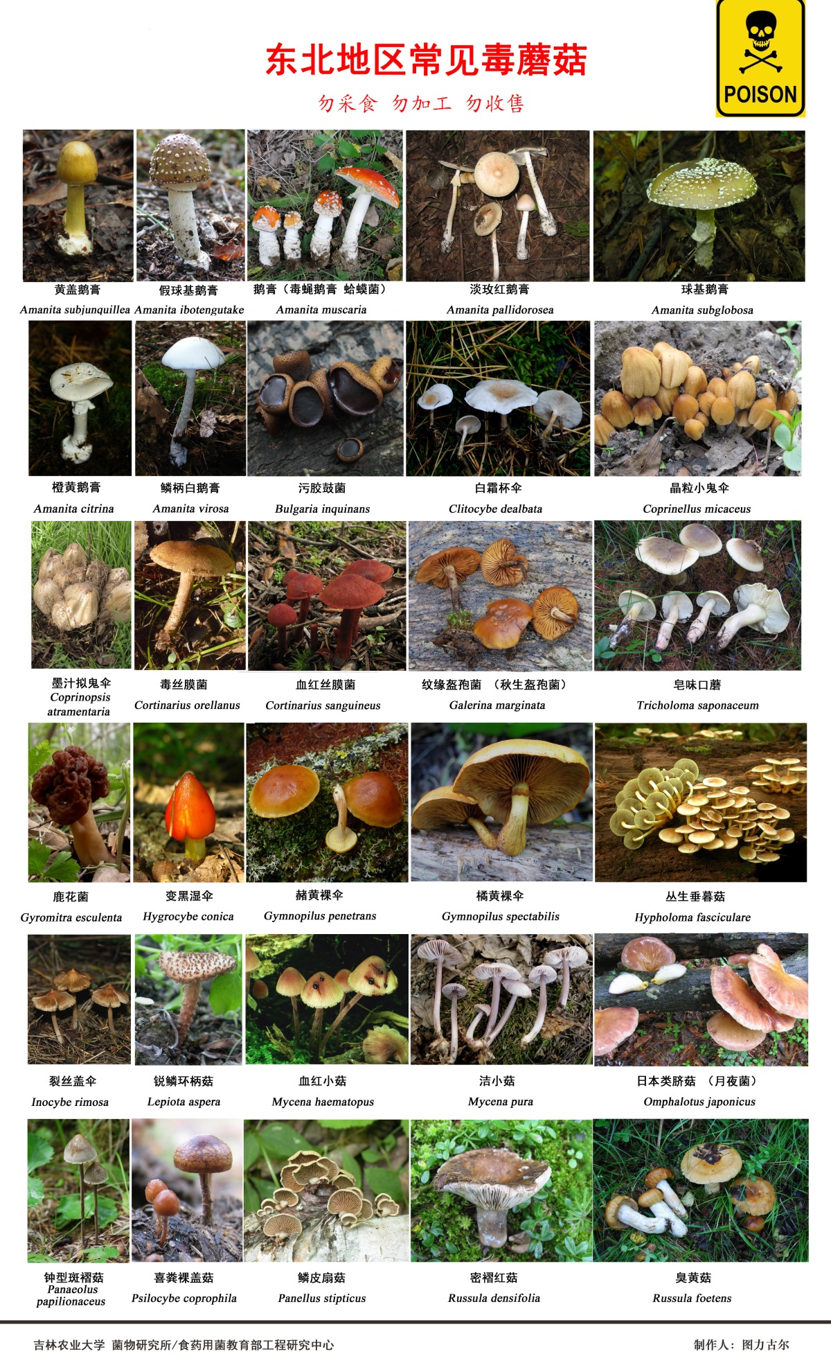 咋识别毒蘑菇？吃蘑菇中毒啥症状？听疾控专家说……