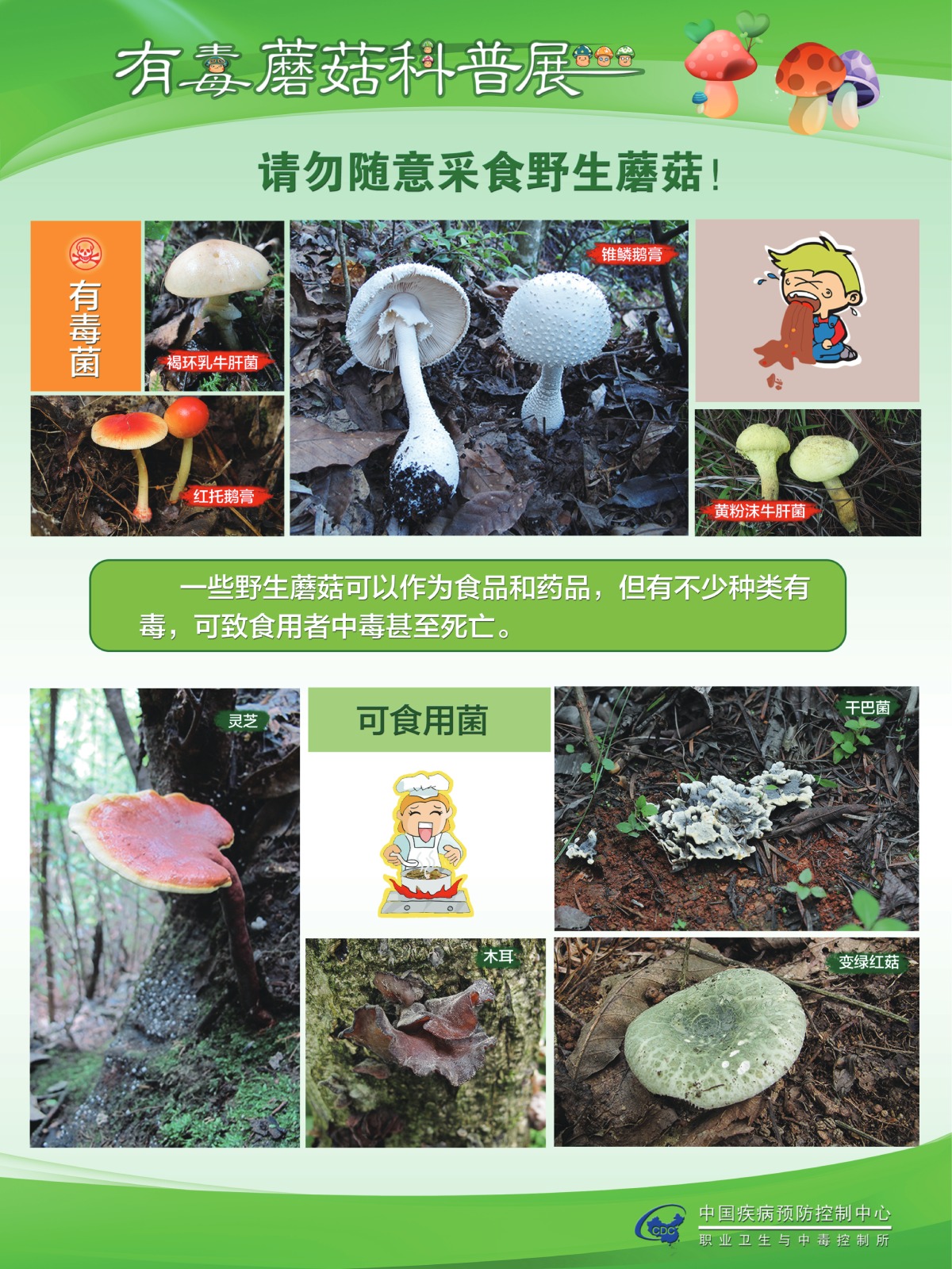 咋识别毒蘑菇？吃蘑菇中毒啥症状？听疾控专家说……