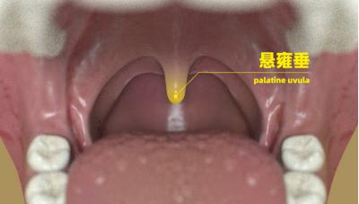 说话、吞咽都靠它？悬雍垂的真实功能大揭秘