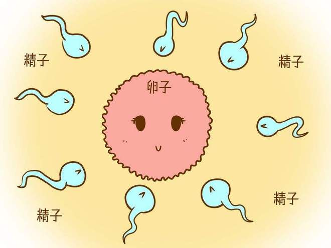 备孕那些事