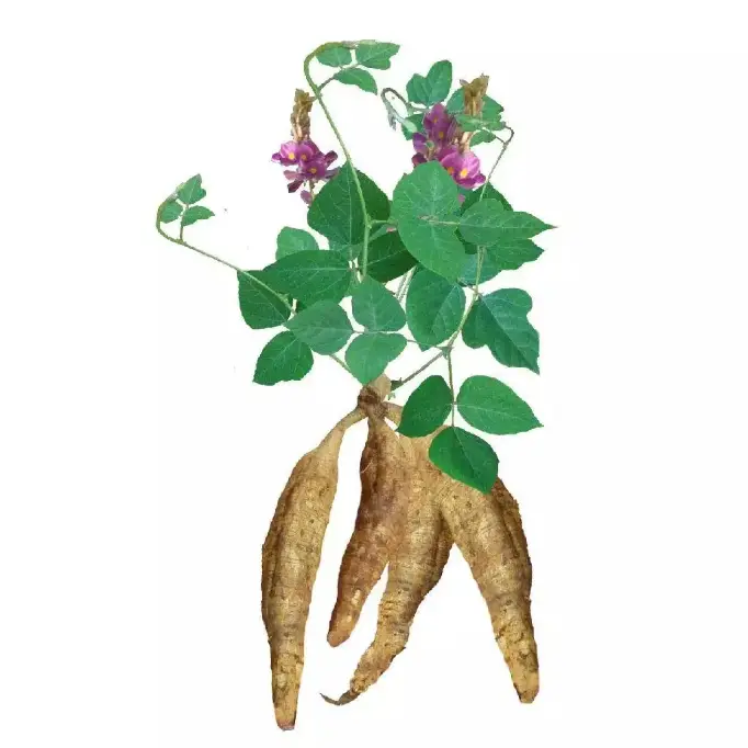 葛根