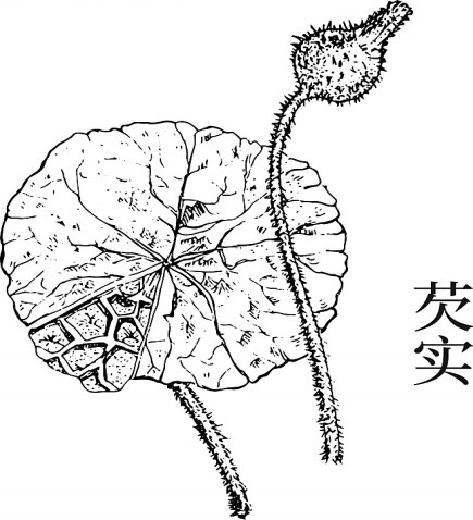 芡实