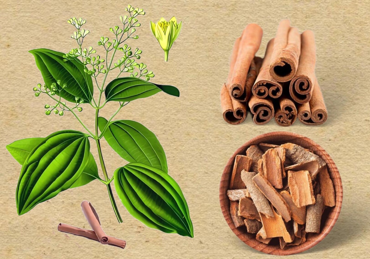肉桂