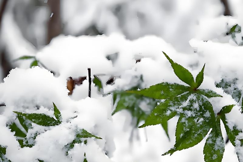 数九寒天，顺时养生
