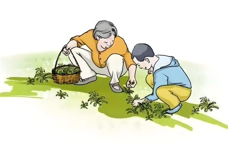 天然野菜非“绿色”   误食有风险