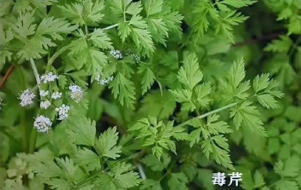 天然野菜非“绿色”   误食有风险