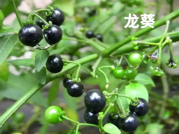 天然野菜非“绿色”   误食有风险