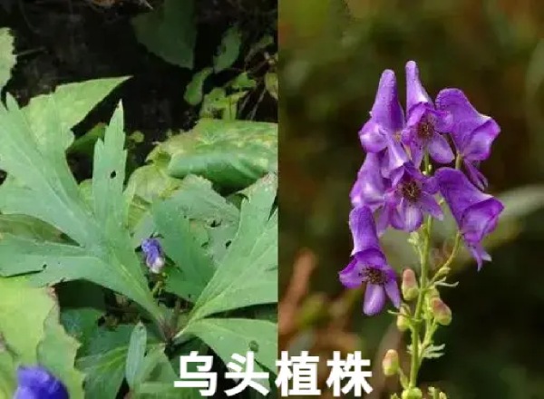 天然野菜非“绿色”   误食有风险