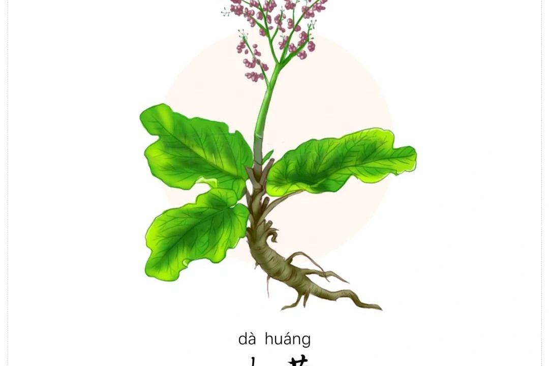 大黄