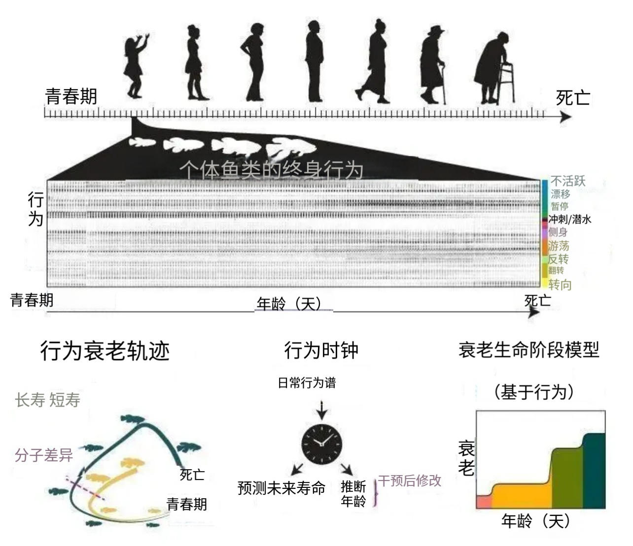 新研究揭示： 中年行为，或已悄然决定寿命长短