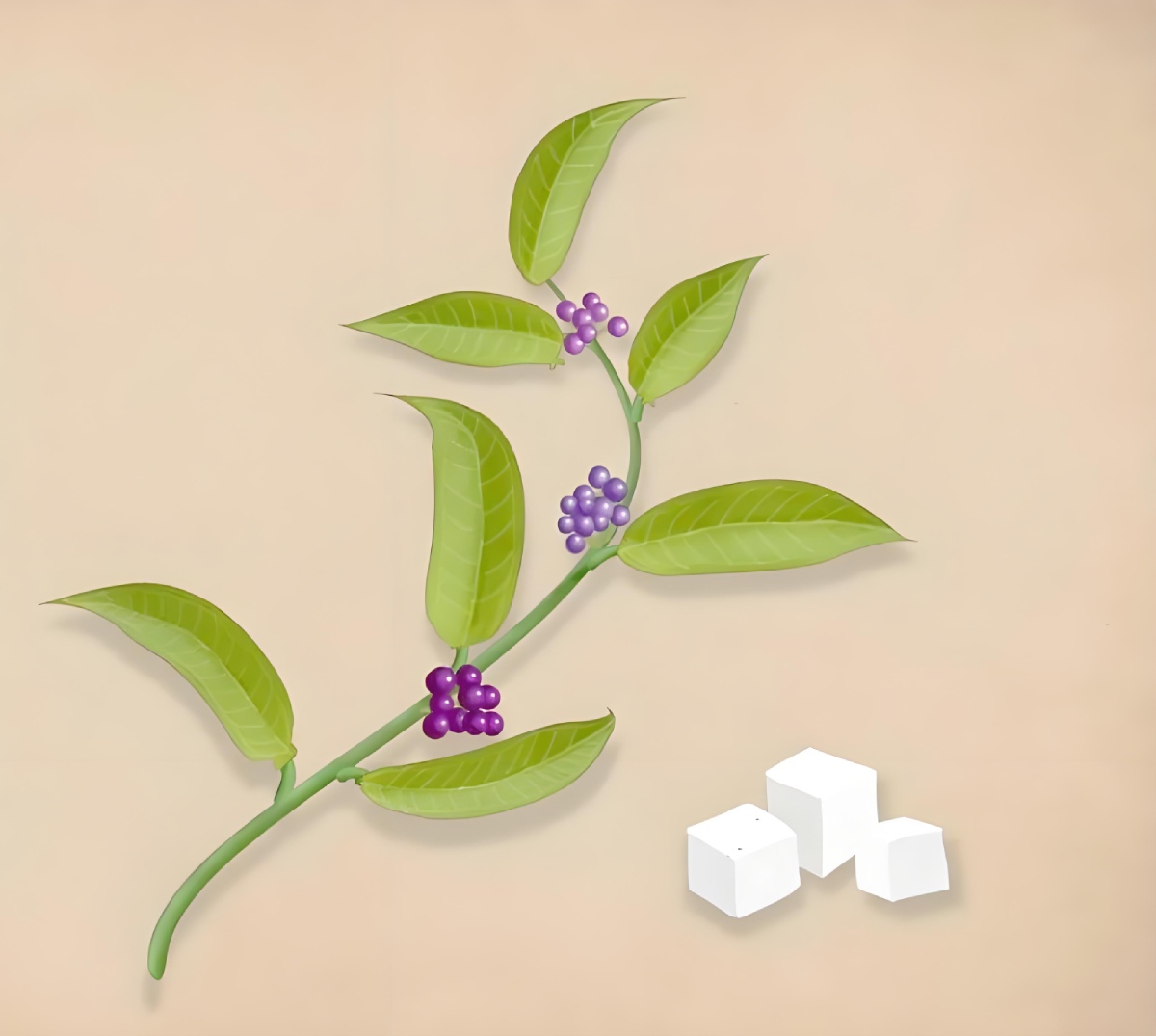 茯 苓