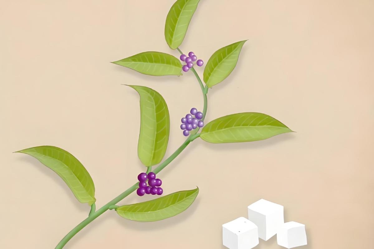 茯 苓